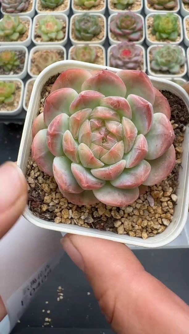407E云禹多肉植物 带盆土纸巾打包 3颗包邮