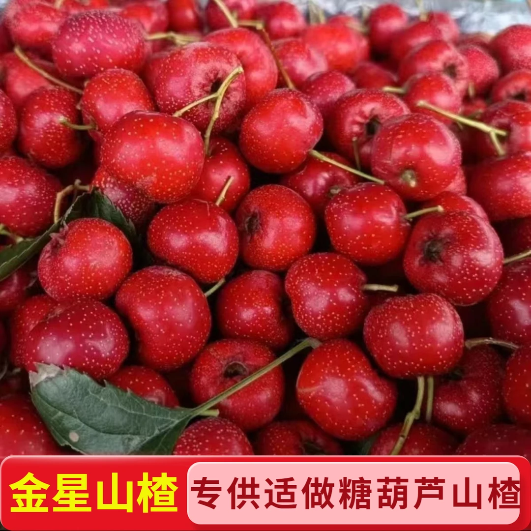 【产地直发】山楂果纯大金星山楂新鲜大果山楂冰糖葫芦专用天然红果