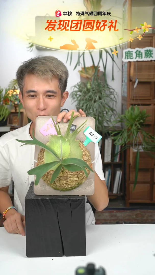 不开花植物A973-野猴孢子苗