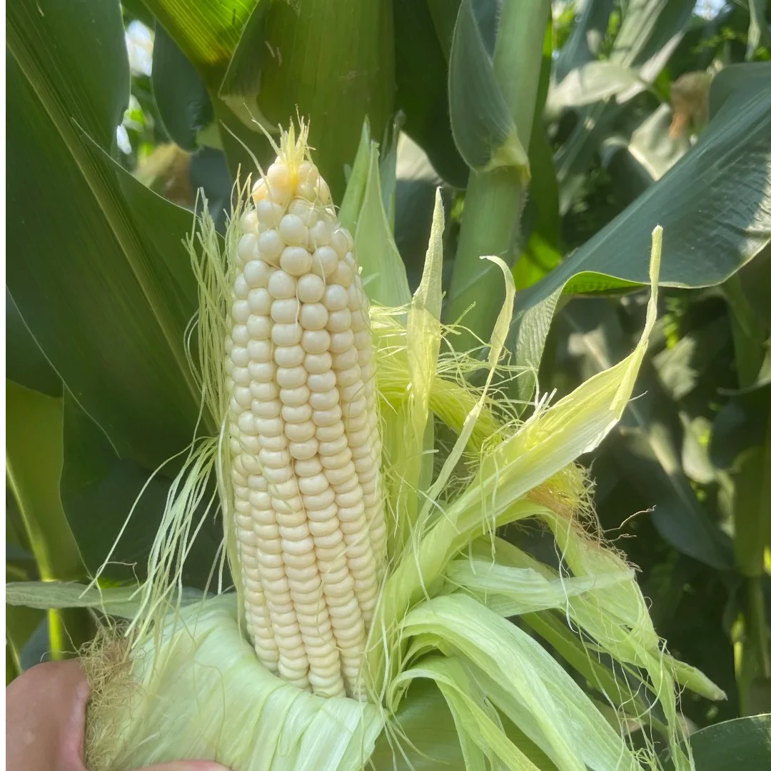 【密云农家336甜糯玉米 】到手7根送一根  软糯香甜 清口 顺丰包邮北京市