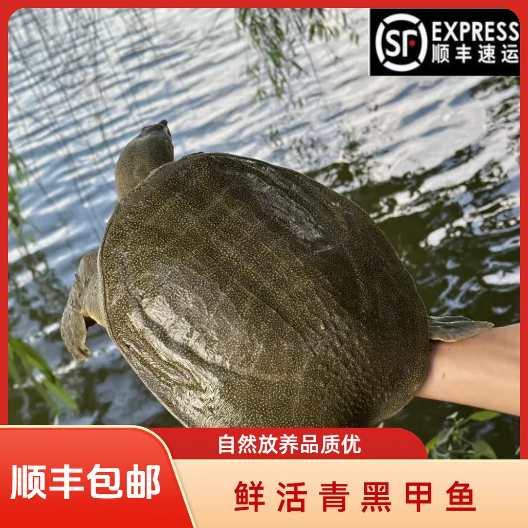 【2只装】到手不低于6斤青黑背 鲜活水鱼团鱼甲鱼 顺丰包邮