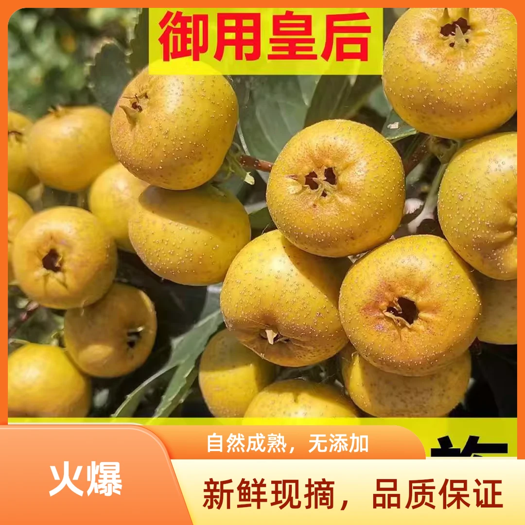 【次日达】黄金如意甜山楂水果稀有品种鲜山楂鲜果即食甜山楂产地现摘现发