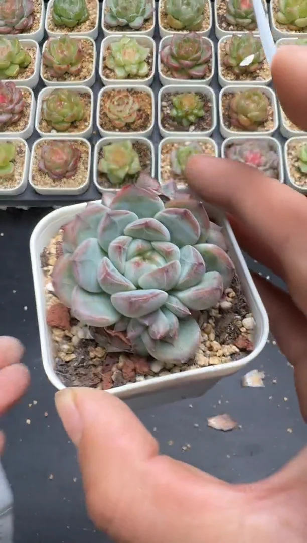 357G云禹多肉植物 脱土纸巾打包 3颗包邮