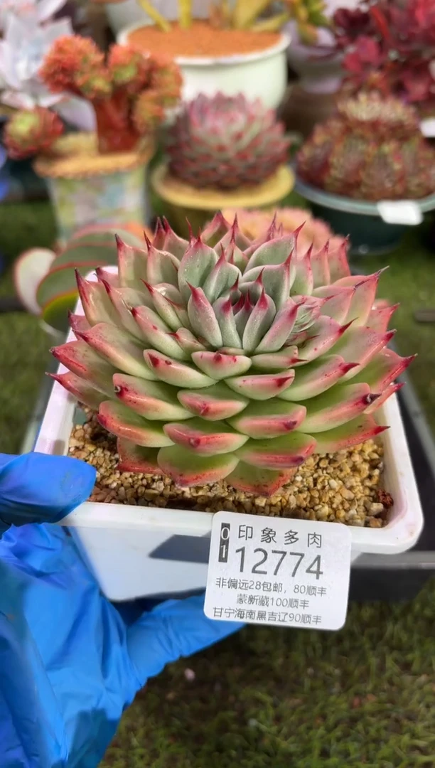 【闪购商品】12774