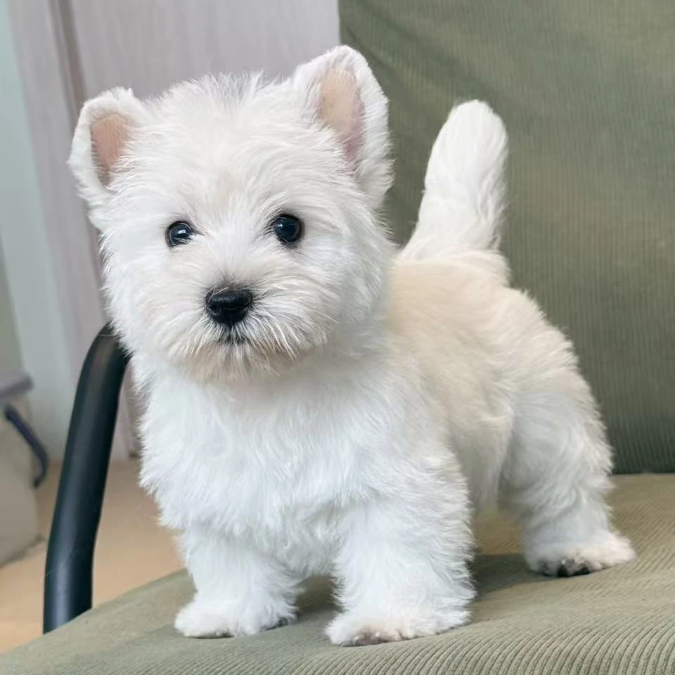 （老舅家西高地）宠物活体狗狗