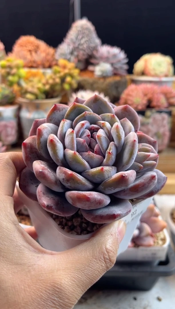 【闪购商品】1.13-92星影