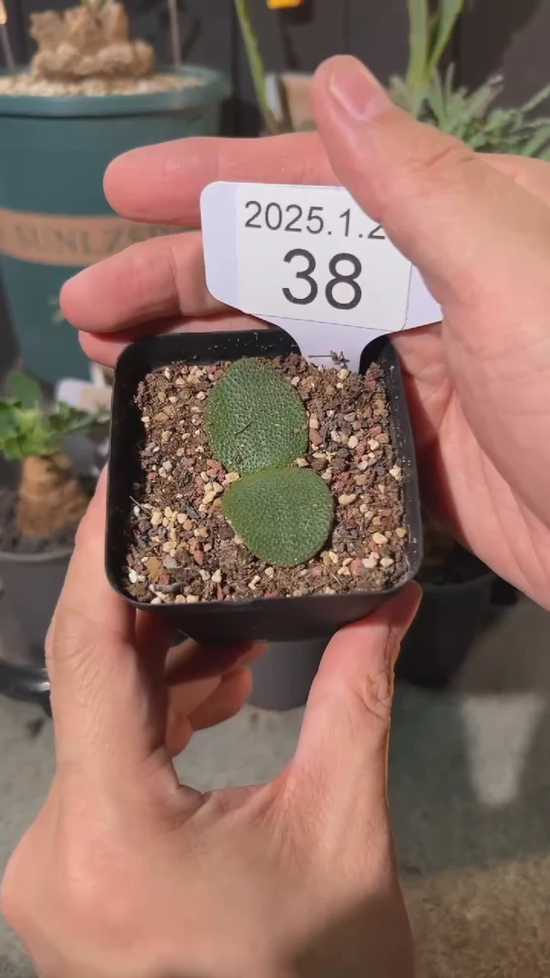 【闪购商品】钢锉1.24.38