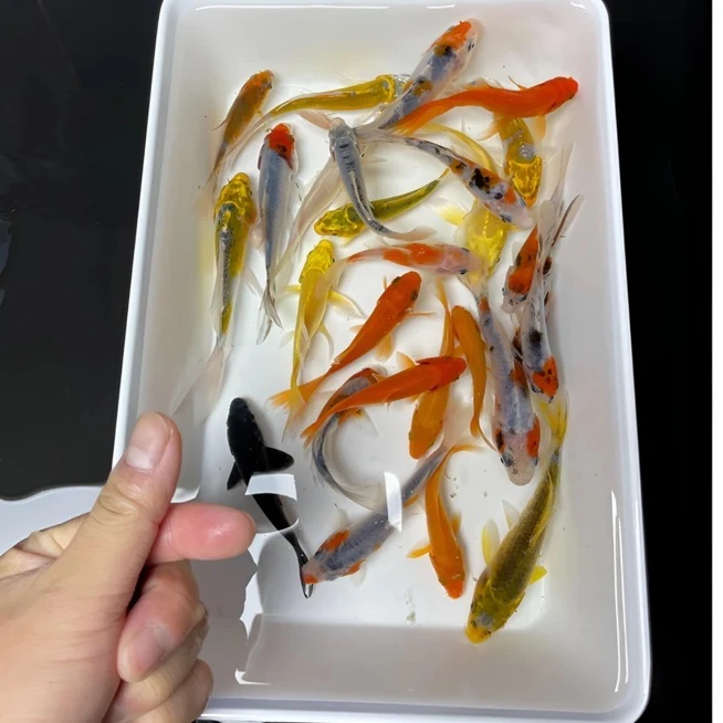 20条超大尺寸血统锦鲤鱼（13-16公分）冷水鱼好养活全国包邮包损