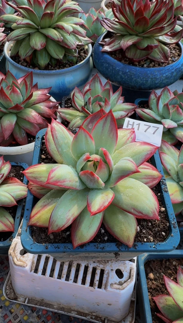 H177惊鸿仙子（裸根发货）