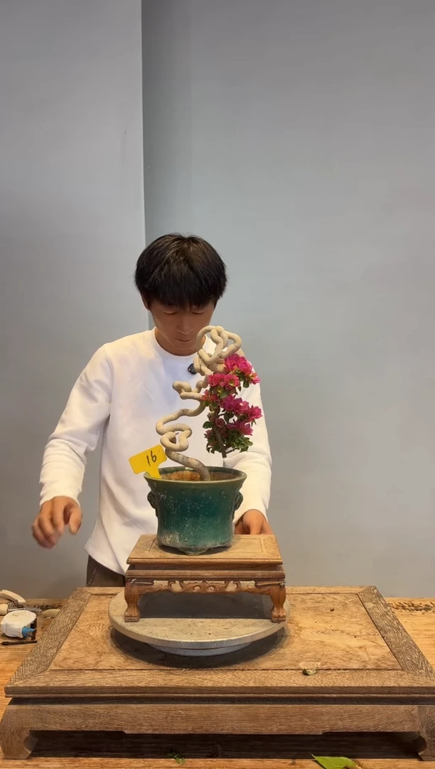 以实际为准三角梅16