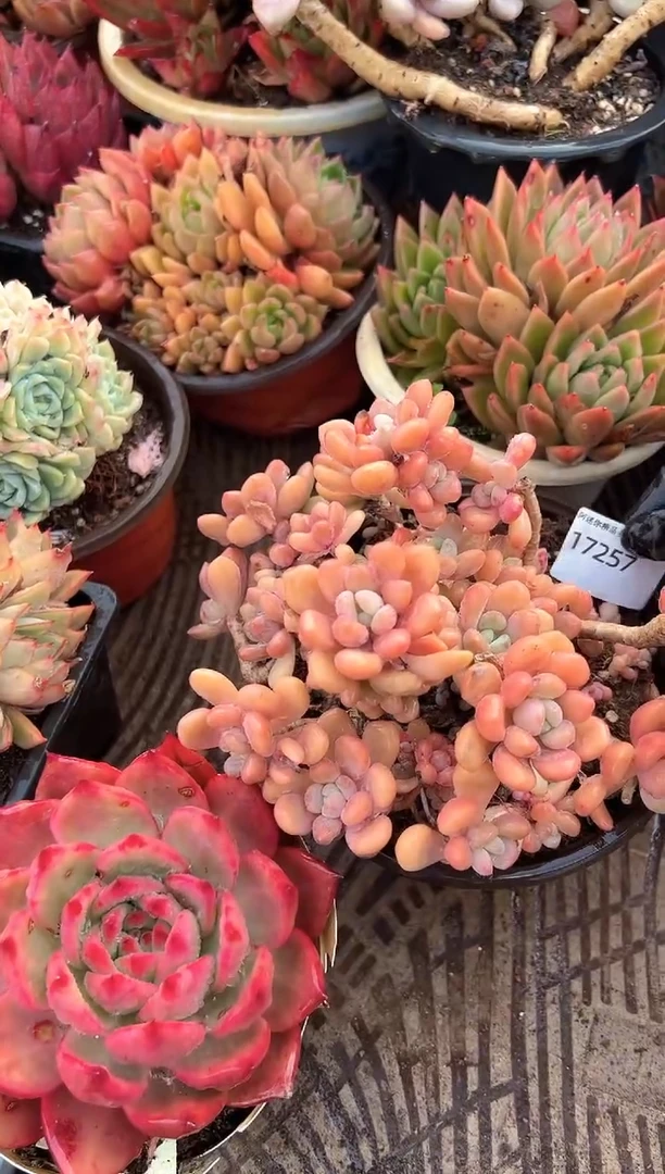 ❀****?多肉植物一物一拍17257