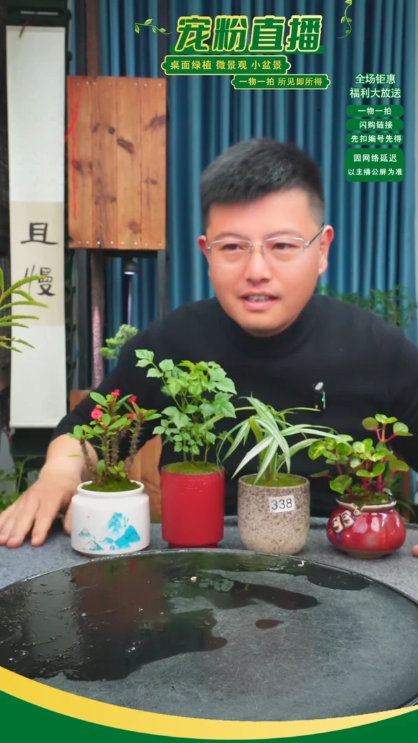 无花朵t***y苔藓微景观338号