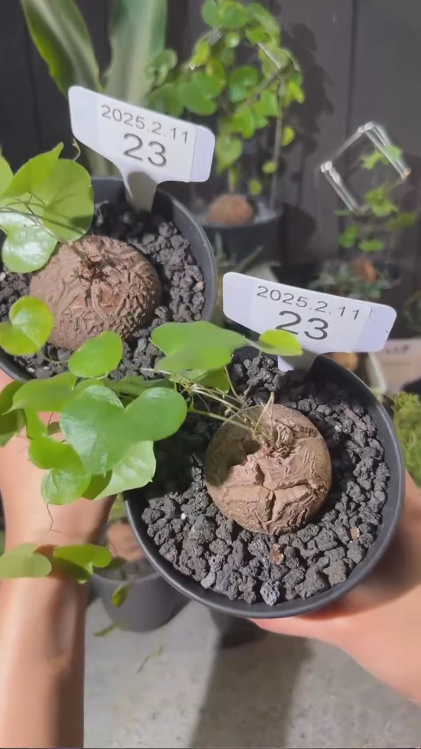 【闪购商品】南非龟甲龙2.11.23