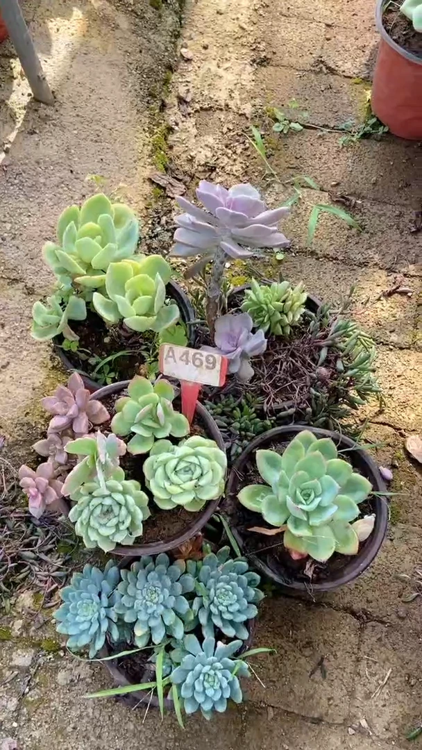 A469闪购清风花木兰多肉组合脱土发货