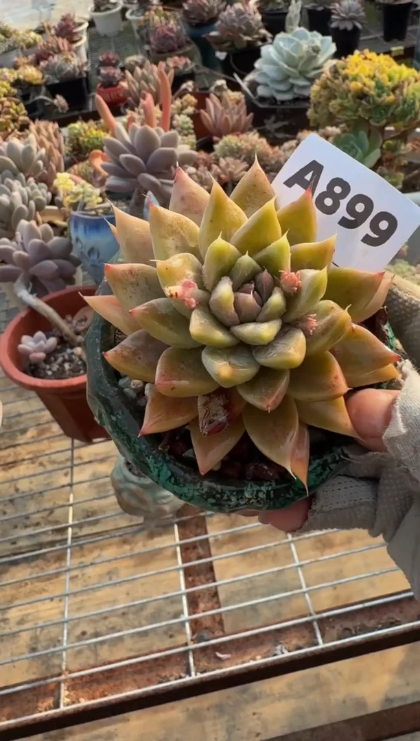 【闪购商品】A899（裸根发货）（不包整）