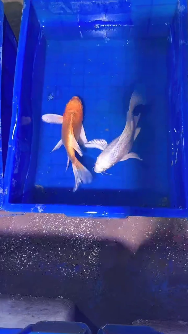 蝴蝶鲤鱼蝴蝶鲤直播选鱼专用链接 凭开箱视频售后