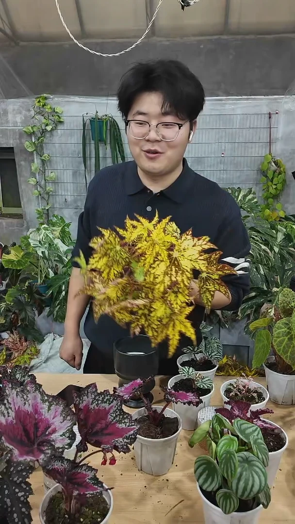 完全开放黄金几何大棵