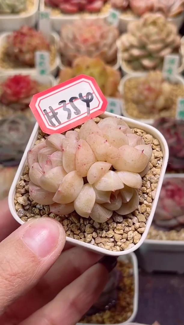 【闪购商品】H354孤品珍妮一物一拍