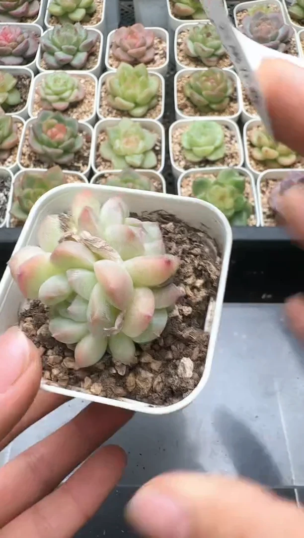 042D云禹多肉植物 带盆土纸巾打包 3颗包邮