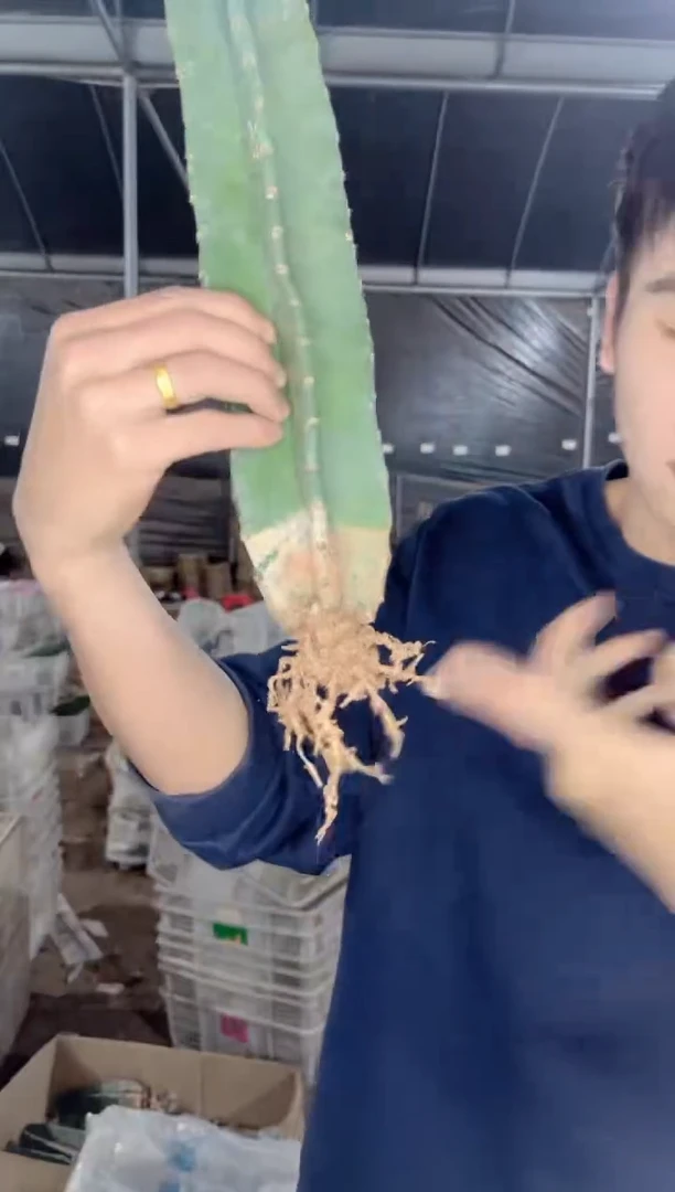 【闪购商品】【带根】20cm 量天尺