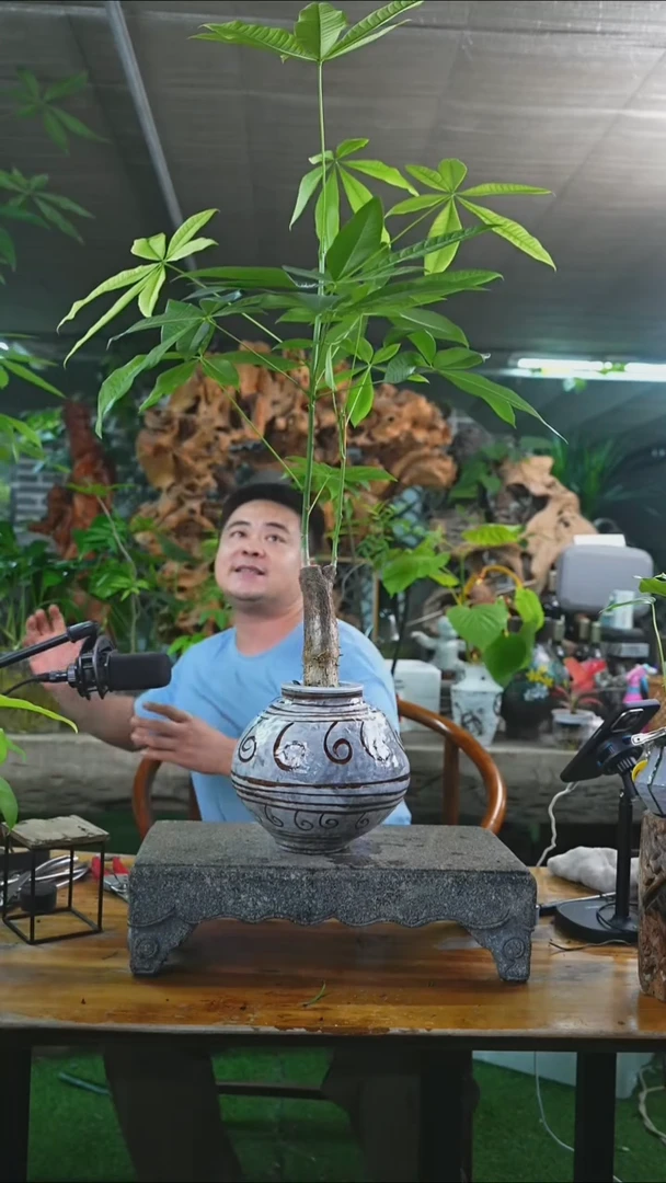 完全开放发财树311+