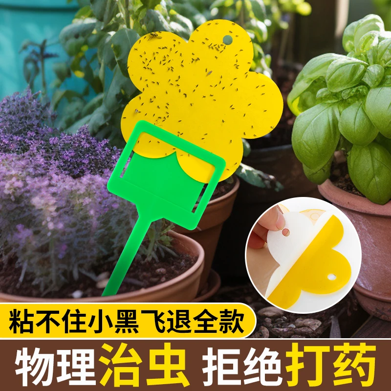 双面粘虫板黄蓝板小黑飞虫粘蚊大棚专用果蝇诱捕器蓟马诱虫板家用
