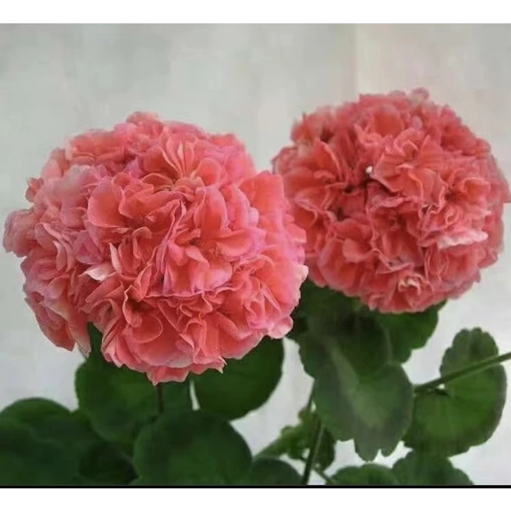 直立天竺葵湖泊【包对版】