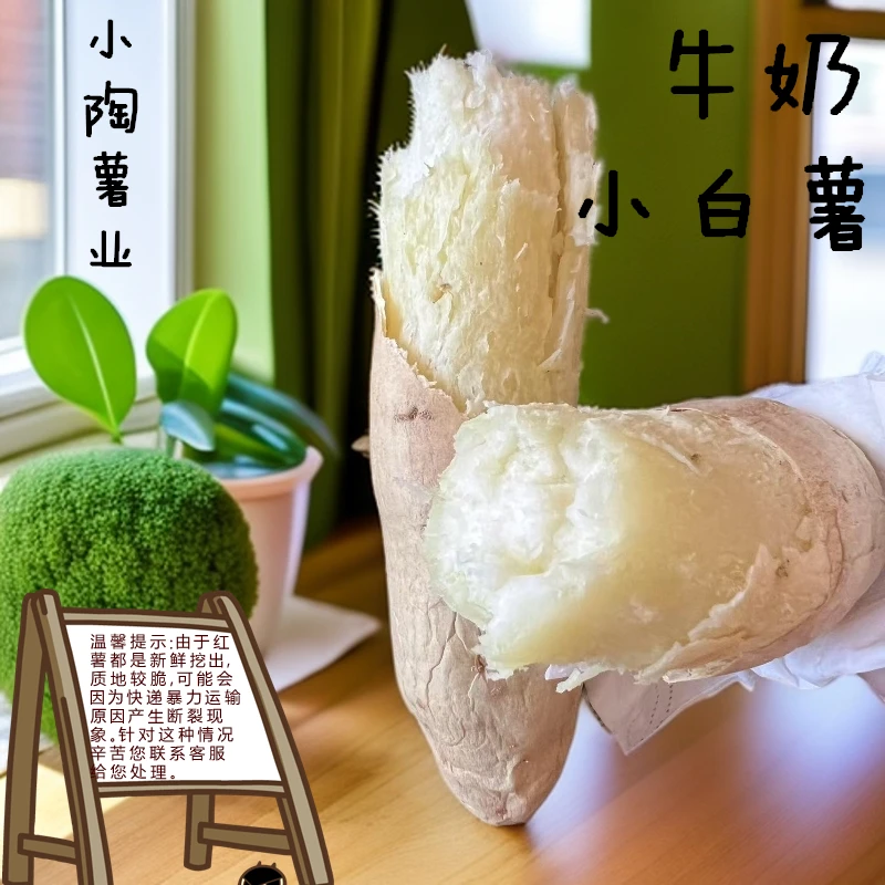 鑫鑫助农  新鲜现挖牛奶小白薯
