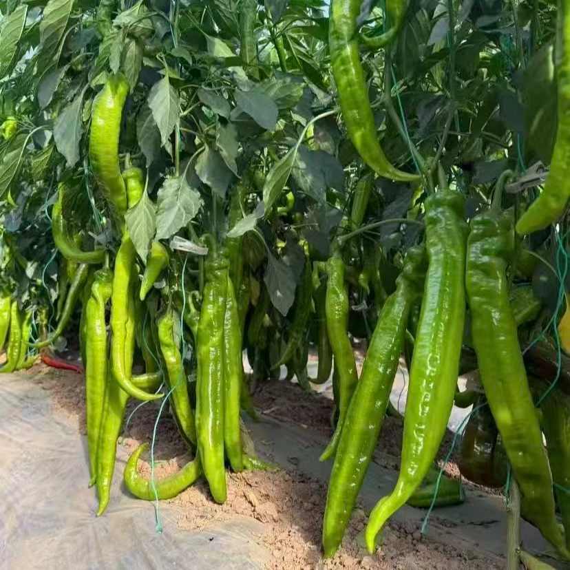 【长果羊角椒种子】四季种植盆栽阳台