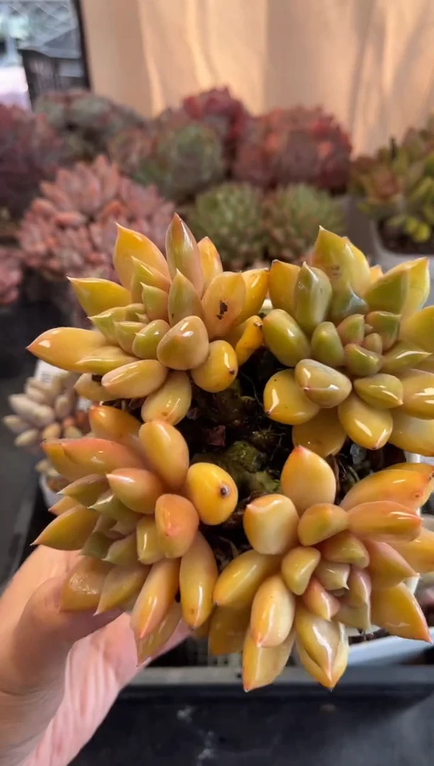 0750（天冷必拍保温箱）