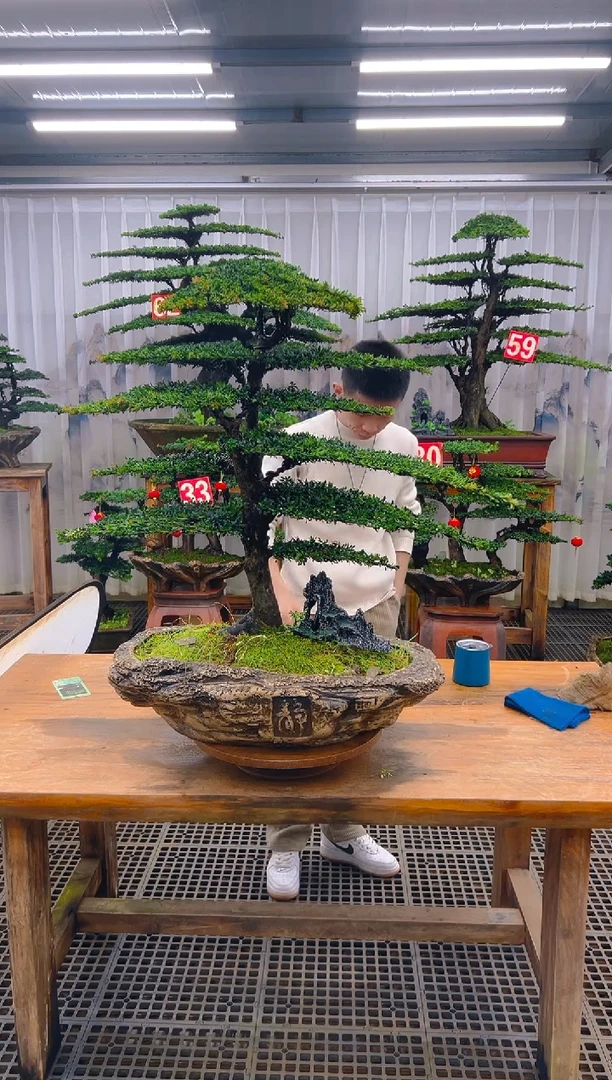 无花朵精品盆景直播间一物一拍