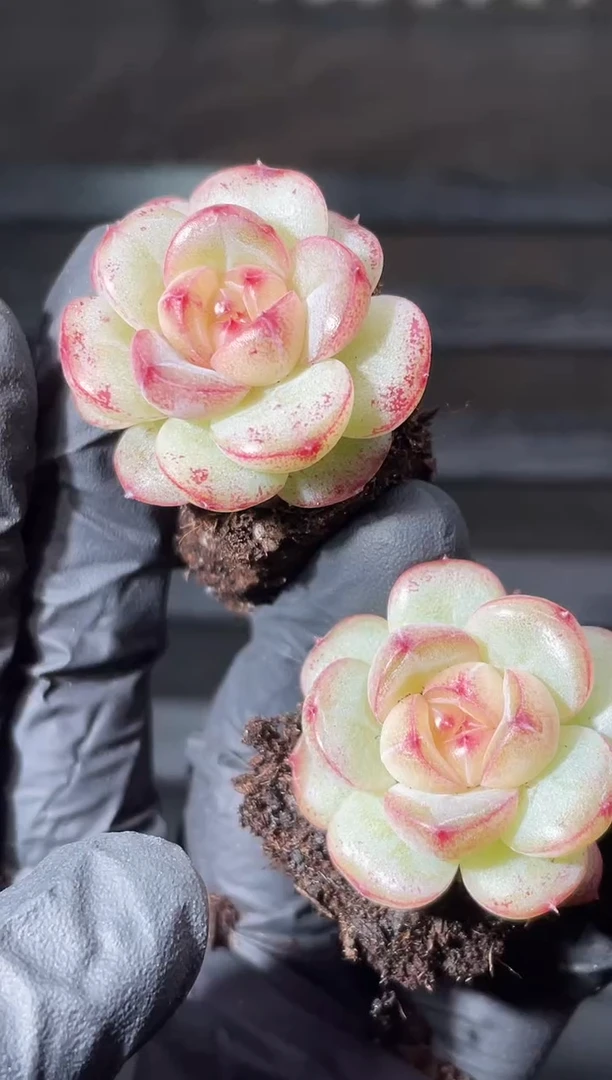 15-32 无冕之王2-3厘米量拍发一颗