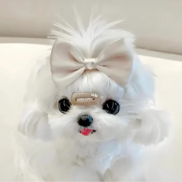 精品马尔济斯活体宠物狗狗
