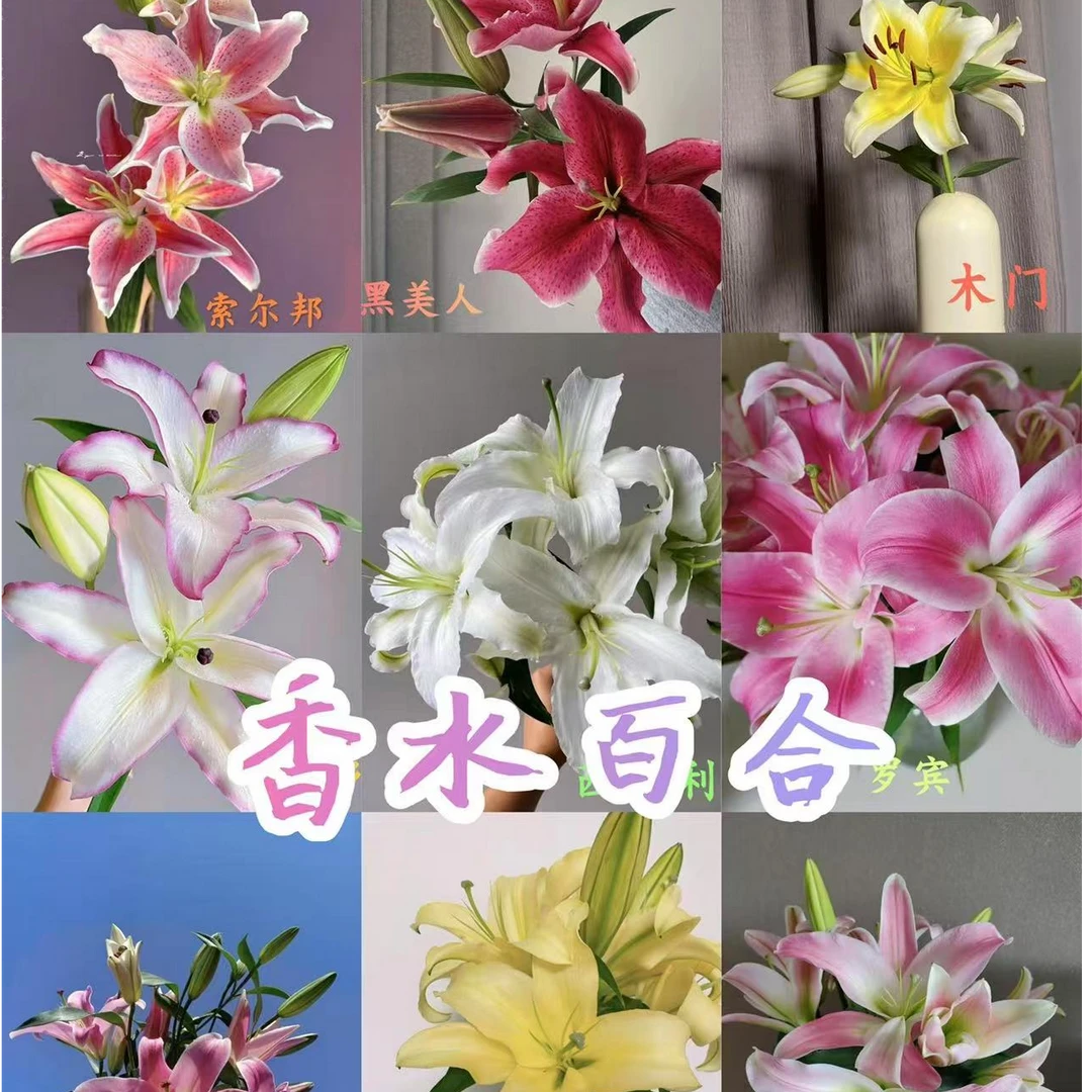【六哥花卉】随机色香水百合