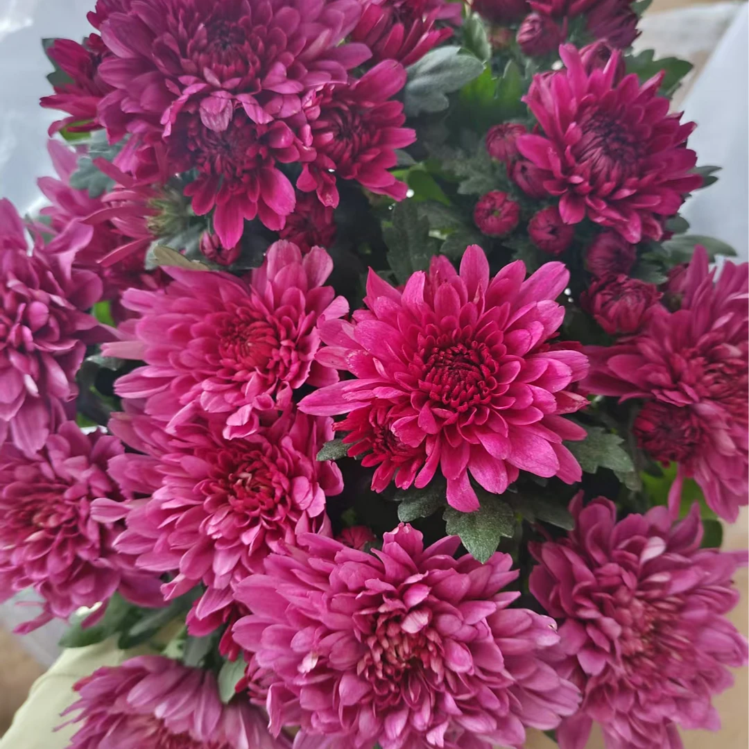 喜乐系列 荷兰菊 新手易养护 易复花 阳台庭院耐热耐寒花期长