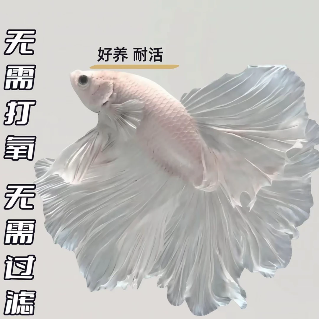 精品热带斗鱼仙女款半月纯白好养耐活观赏鱼斗鱼观赏鱼婚纱鱼