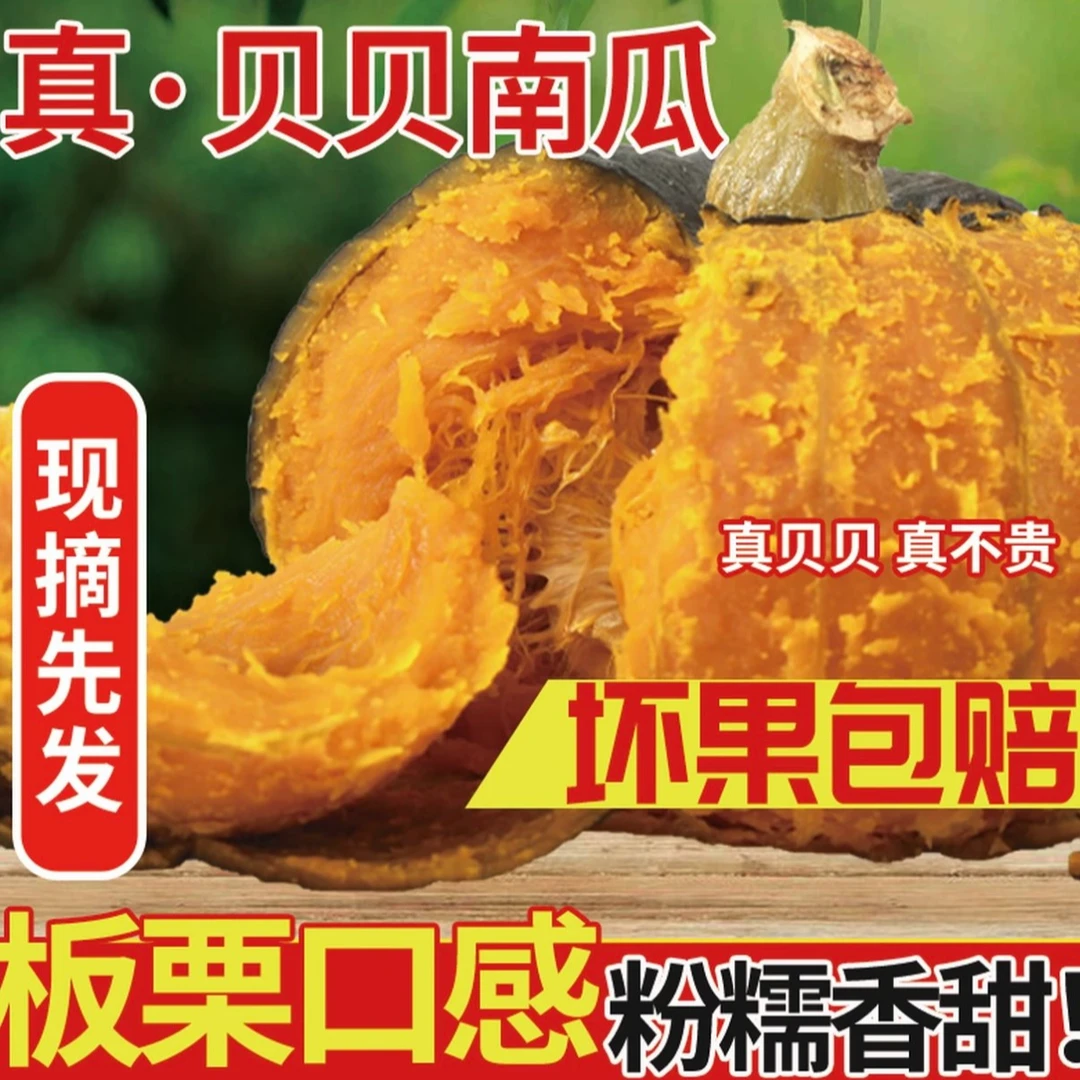 内蒙古正宗沙地贝贝南瓜新鲜当季粉糯香甜板栗味辅食