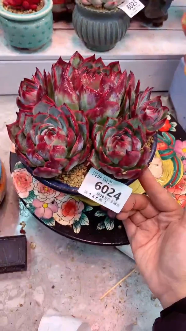 6024 模特区1惊鸿群 只发物流