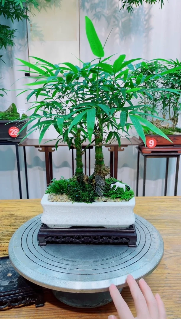 无花朵竹子盆景竹子盆景