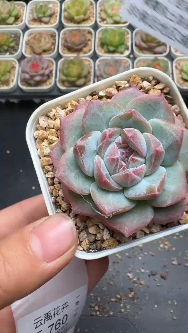 759E云禹多肉植物 带盆土纸巾打包 3颗包邮