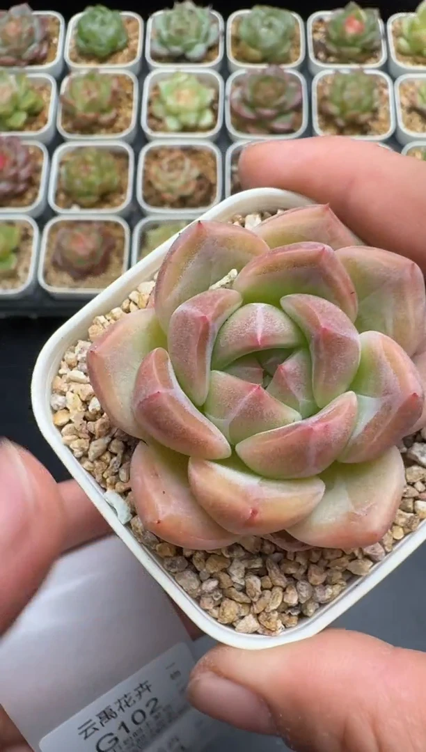 101G云禹多肉植物 脱土纸巾打包 3颗包邮
