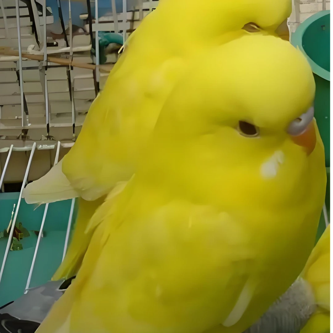 大头鹦鹉一只活体手养会说话特色宠物鸟观赏鸟白红眼