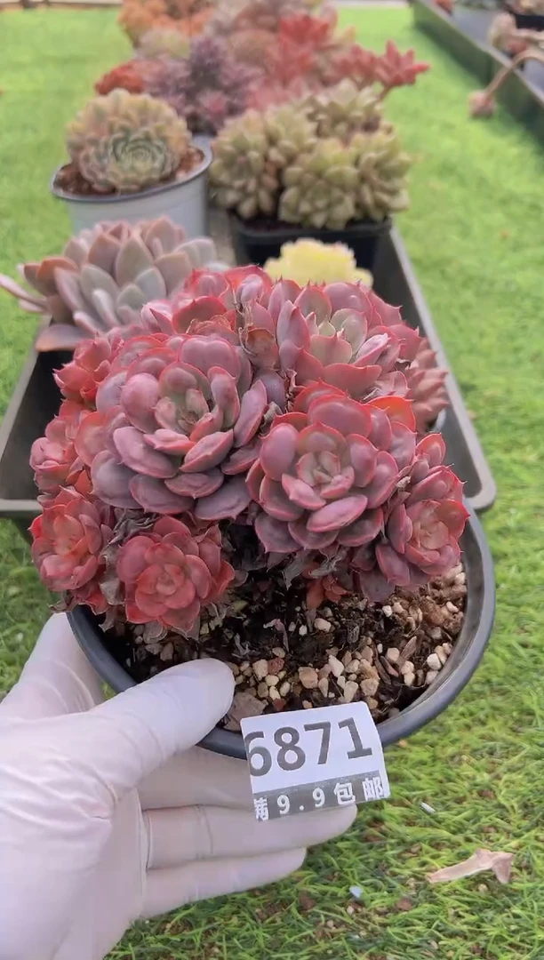 【闪购商品】信福多肉一物一拍