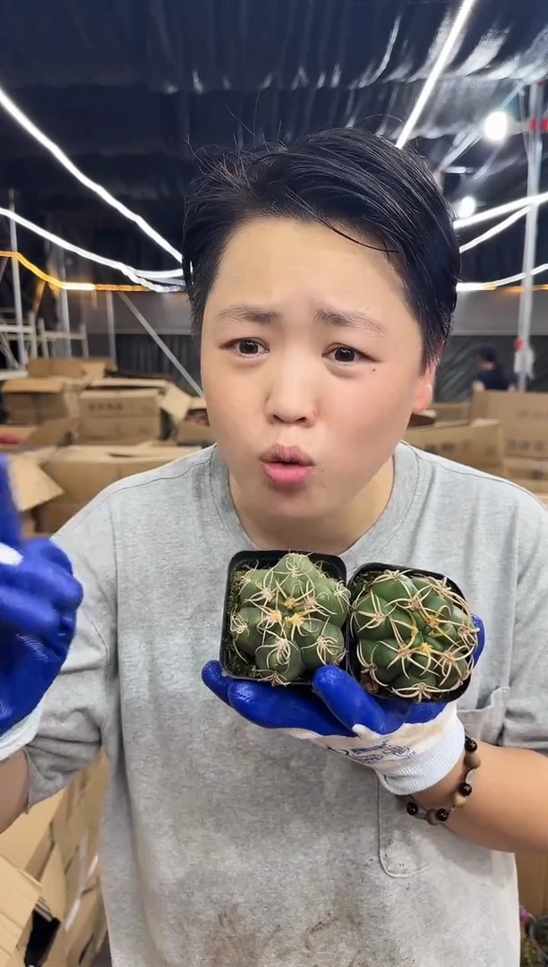 实生海王冠幅5-7cm2颗9.99 挑大的