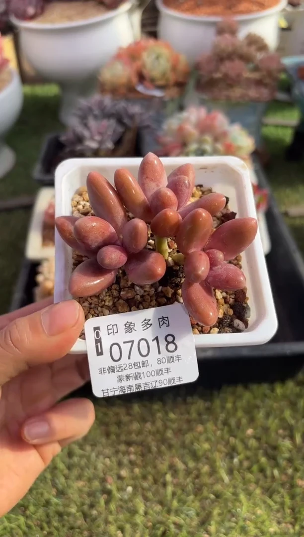 【闪购商品】07018