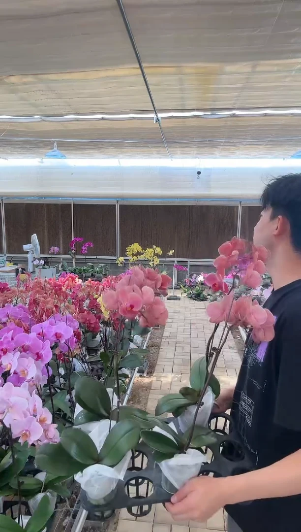 完全开放纳博纳  全开福利