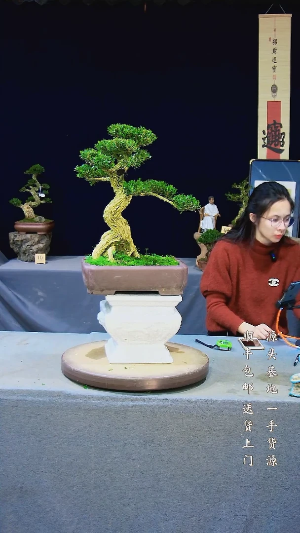 【闪购商品】雀舌黄杨盆景雀舌黄杨盆景