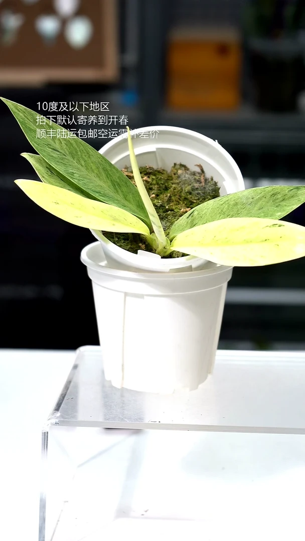 完全开放048-椭圆叶崖角藤锦