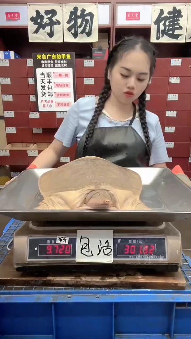 中国大陆9.7斤一只水库甲鱼