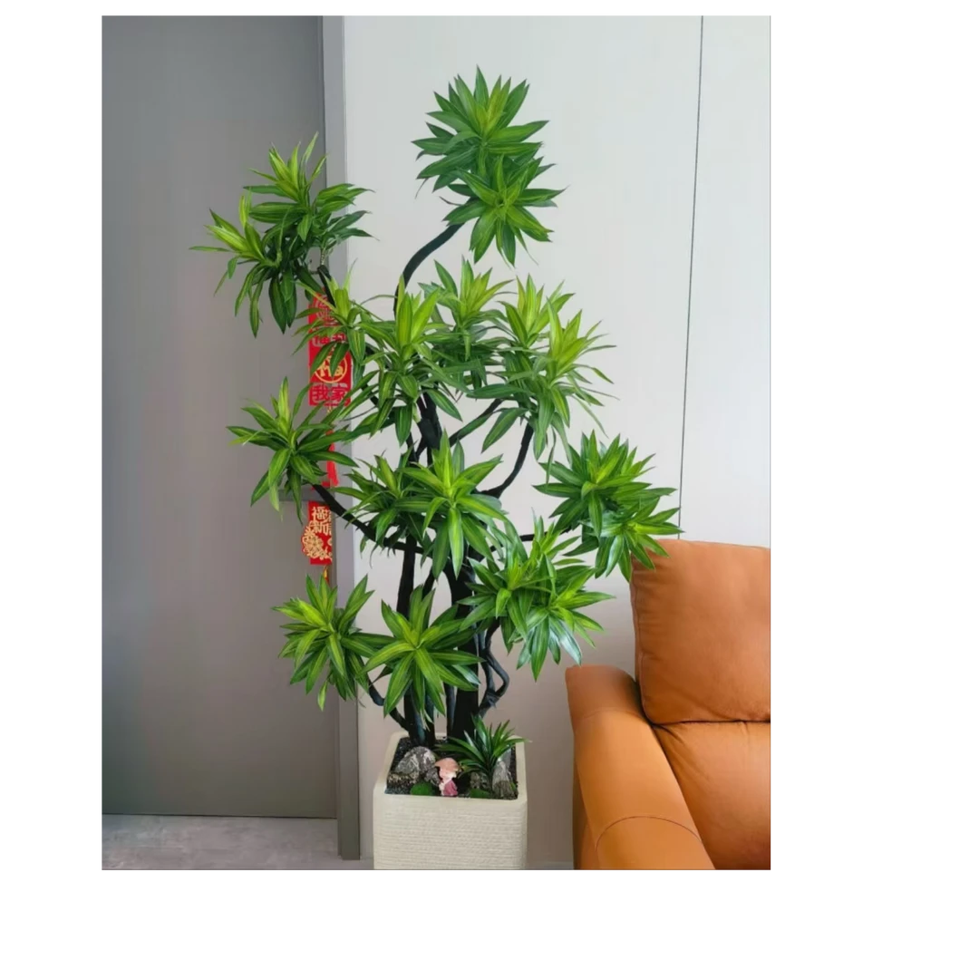 绿植-网红植物-百合竹